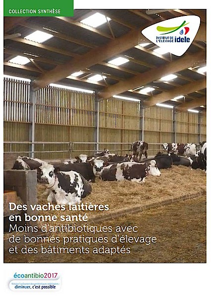 Des vaches laitières en bonne santé