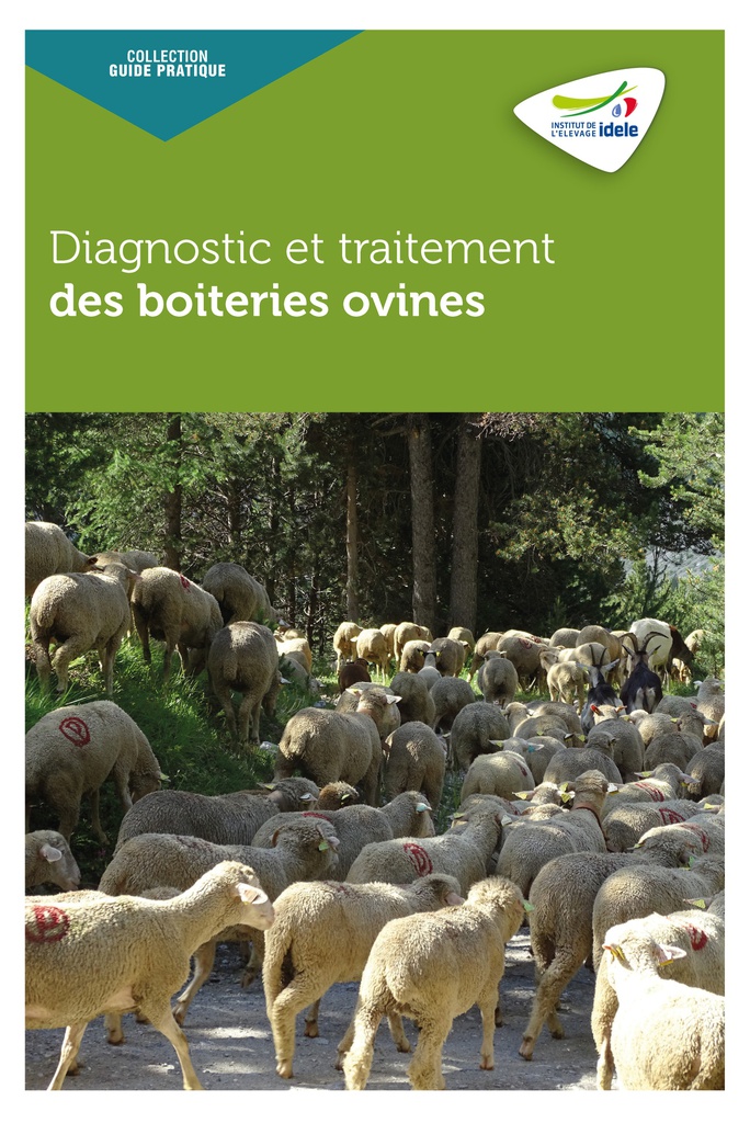 Diagnostic et traitement des boiteries ovines